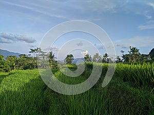 Green rice fields soothe the eyes, bright blue skies