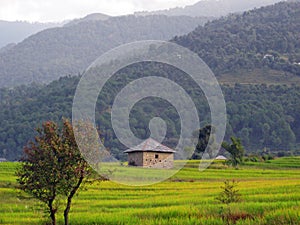 Green rice fields and step farming India photo