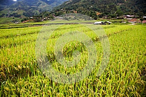 green rice fields in Ta Phin village, Sa Pa, Vietnam