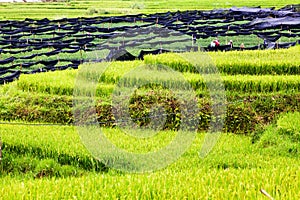 green rice fields in Ta Phin village, Sa Pa, Vietnam