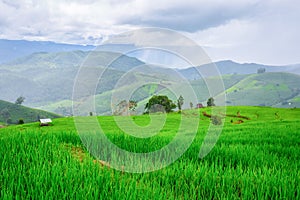 Green Rice fields on terraced Chiangmai ,Thailand