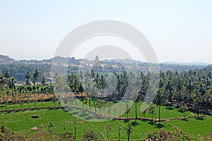 Green rice fields or terraces in the village of Hampi and the Temple of Virupaksha. Palm trees, sun, rice fields, large stones.