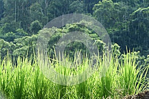 Green rice fields in Thailand