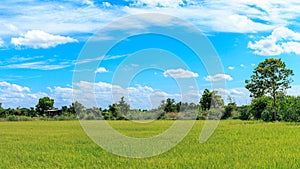 Green Rice fields Thailand