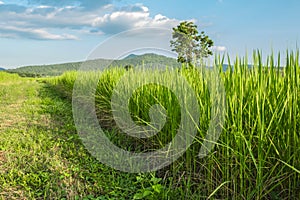 Green rice fields of Thailand.