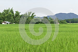 Green rice fields of Thailand.