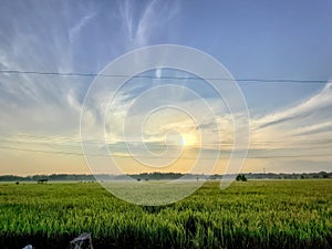 Green rice fields under the sunrise sky