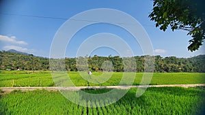 Green rice fields on very beautiful hillsides