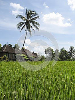 green rice fields villa bali