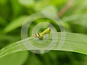 A green rice grasshopper on a green leaf