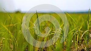 A green rice leaves on the ricefields. Rice fields. Rice seeding field with windy. Rice Field and Ear of rice.