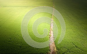 Green rice paddies and field walkways In the sunshine photo