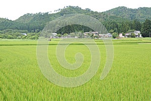 Green rice paddies and fields in Akita prefecture, Tohoku region, northern Japan