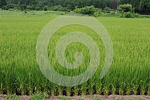 Green rice paddies and fields in Akita prefecture, Tohoku region, northern Japan