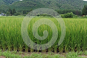 Green rice paddies and fields in Akita prefecture, Tohoku region, northern Japan