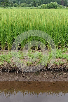 Green rice paddies and fields in Akita prefecture, Tohoku region, northern Japan