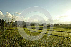 Green rice paddies philippines countryside