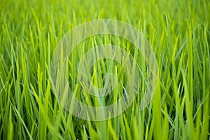 green rice paddy field agriculture in asia beautiful background