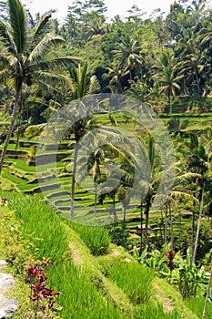 Green rice paddy field terraces landscape with coconut trees in Bali, Indonesia
