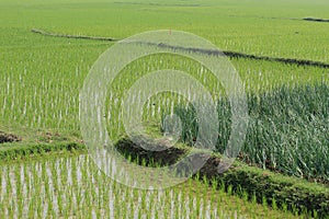 Green rice plant farming on a remote village farming field.