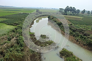 Green rice plant farming on a remote village farming field.