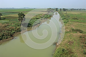 Green rice plant farming on a remote village farming field.