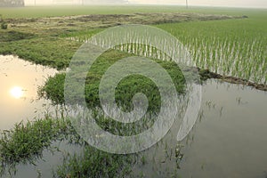 Green rice plant farming on a remote village farming field.