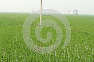 Green rice plant farming on a remote village farming field.