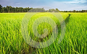 Green rice plant field in Thai farmland.