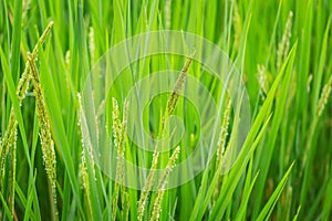 Green rice plant for nature asian agriculture