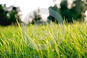 Green rice plants in the fields of farmers