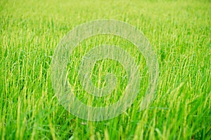 Green rice plants in the fields of farmers