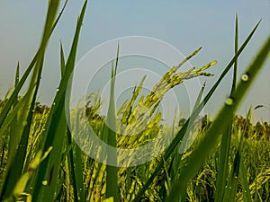 The green rice plants that are holding the seeds in the sun and dew on the rice leaves in the morning