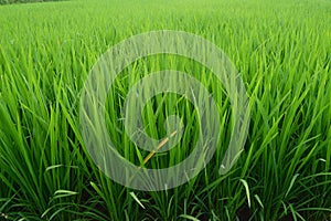 Green rice plants in irrigation fields