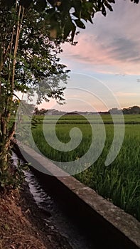 The green rice plants are starting to grow abundantly in my hometown