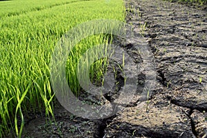 Green rice seedlings and Dry soil is rift