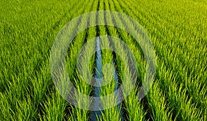 Green rice sprouts, even rows of plants.