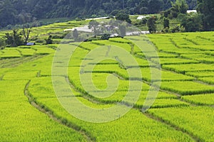 Green rice terrace field in Chiang Mai, Thailand.