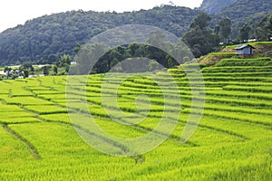 Green rice terrace field in Chiang Mai, Thailand.