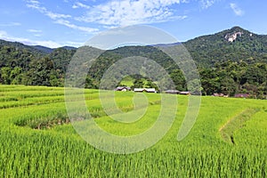 Green rice terrace field in Chiang Mai, Thailand.