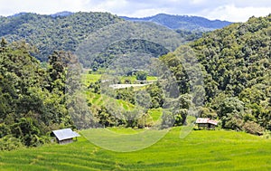 Green rice terrace field in Chiang Mai, Thailand.