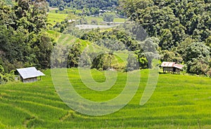 Green rice terrace field in Chiang Mai, Thailand.