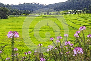 Green rice terrace field with pink flowers in foreground