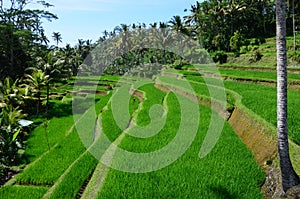 Green rice terraces in Asia