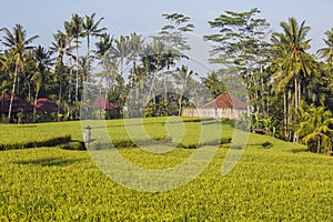 Green rice terraces and background of coconut palm trees and houses in Ubud, island Bali, Indonesia