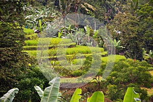 Green rice terraces in Bali, Indonasia. Beautiful natural landscape photo