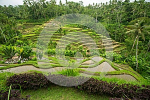 Green rice terraces on Bali island