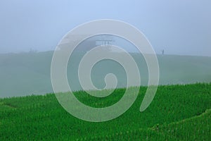 Green rice terraces on holiday at pa bong paing village,  Mae-Jam Chiang mai, Thailand