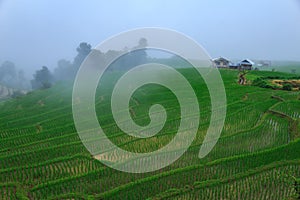 Green rice terraces on holiday at pa bong paing village,  Mae-Jam Chiang mai, Thailand
