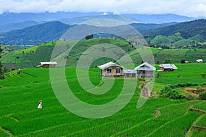 Green rice terraces on holiday at pa bong paing village,  Mae-Jam Chiang mai, Thailand